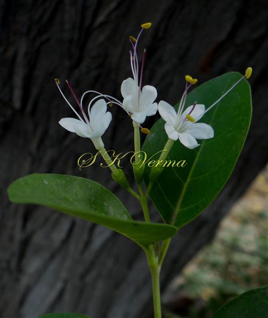  Inflorescence